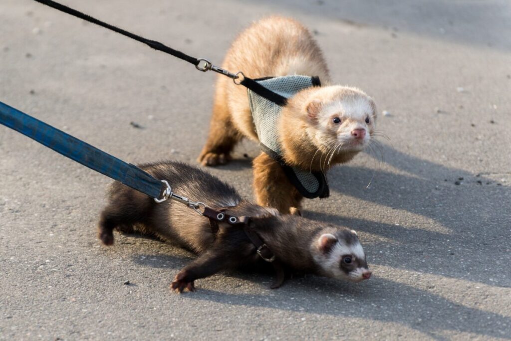 Dve krásne fretky na vodíku. Jedna bledá druhá tmavá