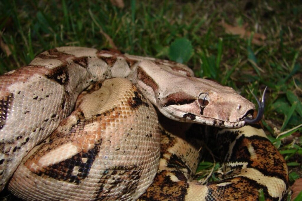 Hroznýš kráľovský (Boa constrictor imperator) v prírode ( v tráve)