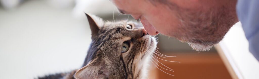Mačka a človek - dovera mačka a človeka .Mačka sa jemen dotýka muža na nose.