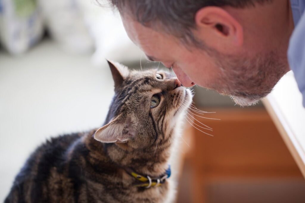 Prepojenie mačky a človeka. Jemný dotyk a pohľad do očí je dôkaz spojenia mačky a človeka