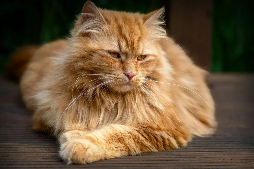 Detail mainskej mývaliej mačky ležiacej na drevenej podlahe