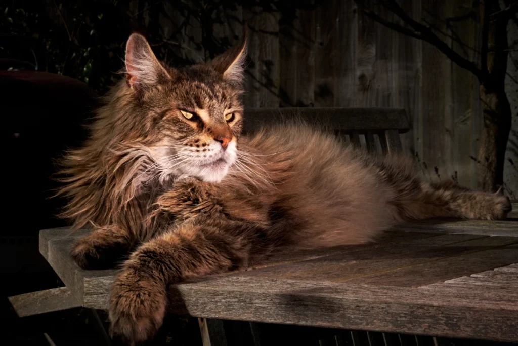 Mainekonka detailný zaber v na stole