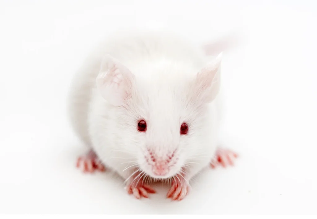 Myš domáca biela na bielom pozadí