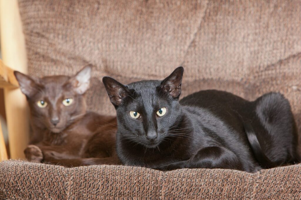 Orientálna mačka Je ideálnou spoločníčkou pre tých, ktorí túžia po komunikatívnej a aktívnej mačke, ktorá je stále „pri tom“.