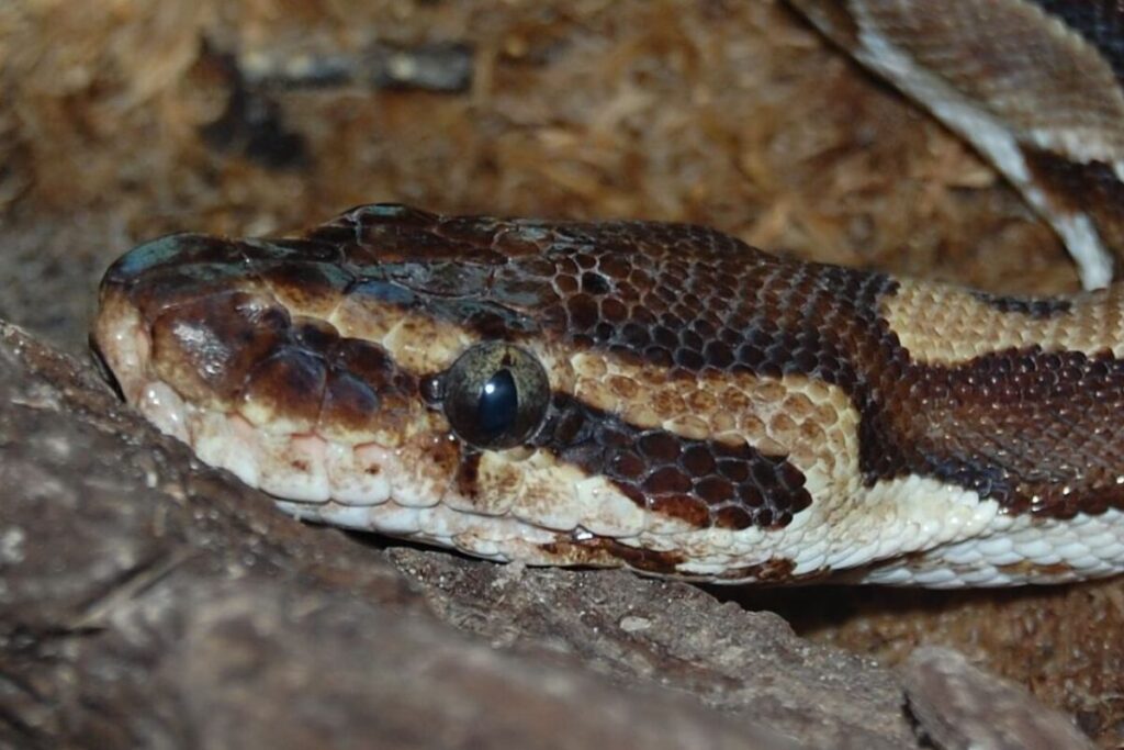 Hlava pytona kráľovského Python regius)
