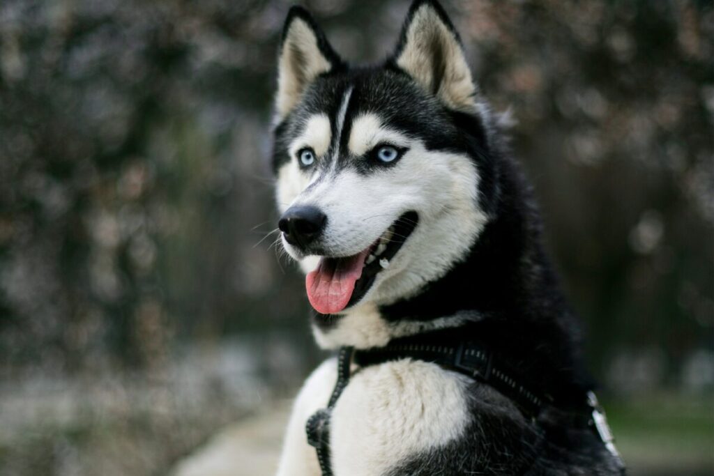 Detail hlavy psa Sibírsky Husky