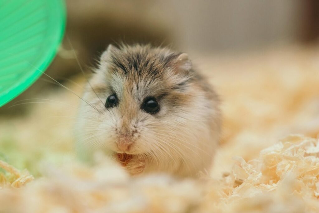 Škrečok džungarský detail