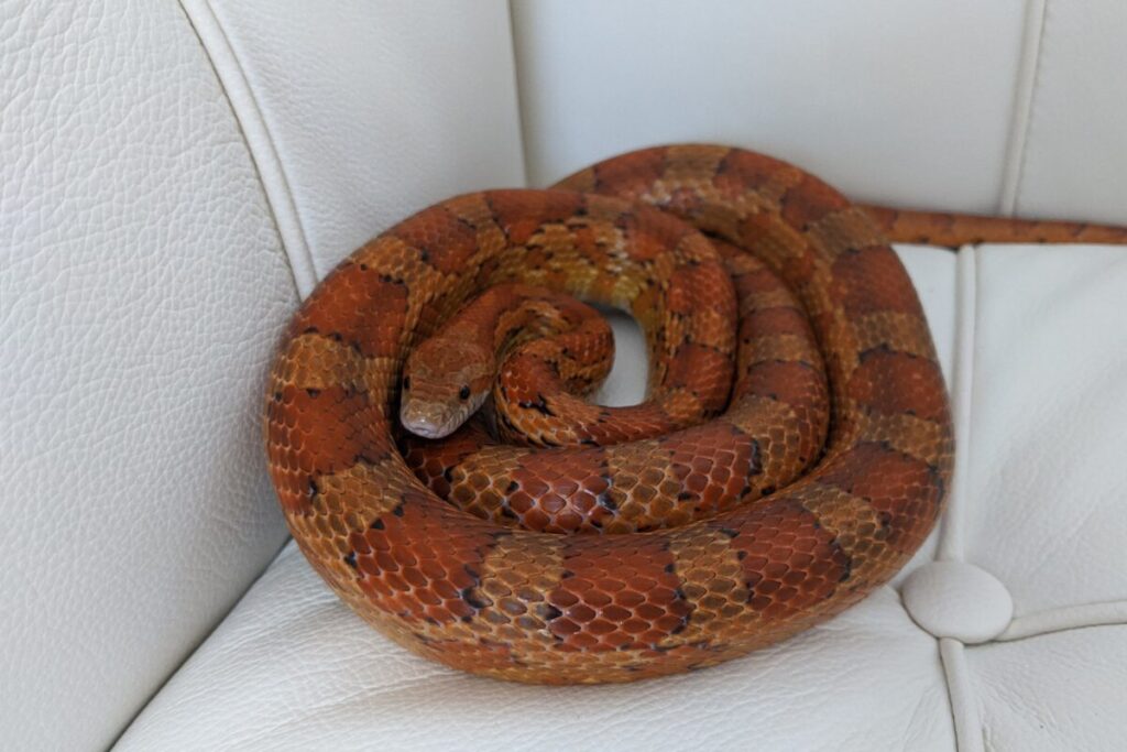 Užovka červená (Pantherophis guttatus) na sedačke