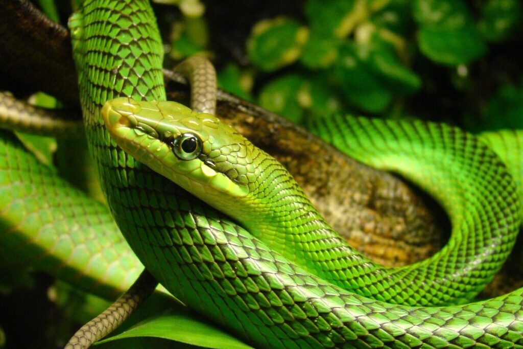 Krásna Užovka stromová (Gonyosoma oxycephalum) na konári