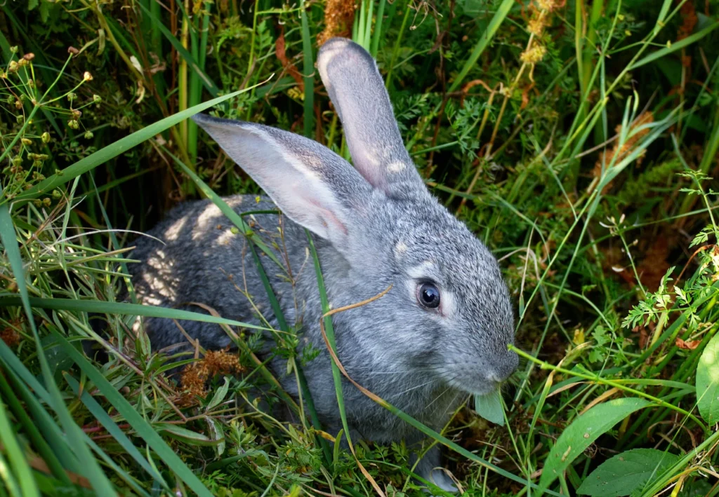 Zajac domáci v tráve na záhrade