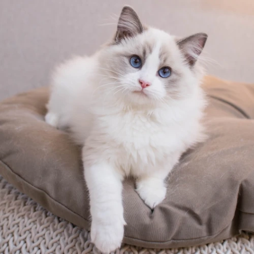 Mačka Ragdoll pózuje na pelechu