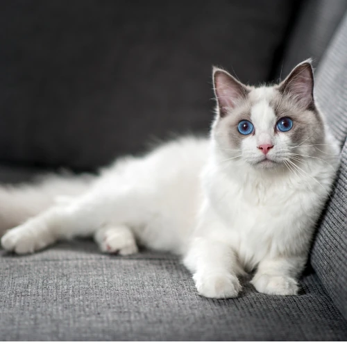 Mačka Ragdoll na leží sedačke