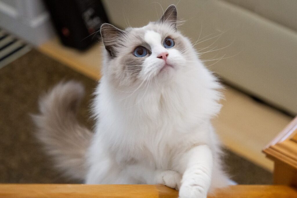 Detail hlavy plemena mačky Ragdoll s modrými očami