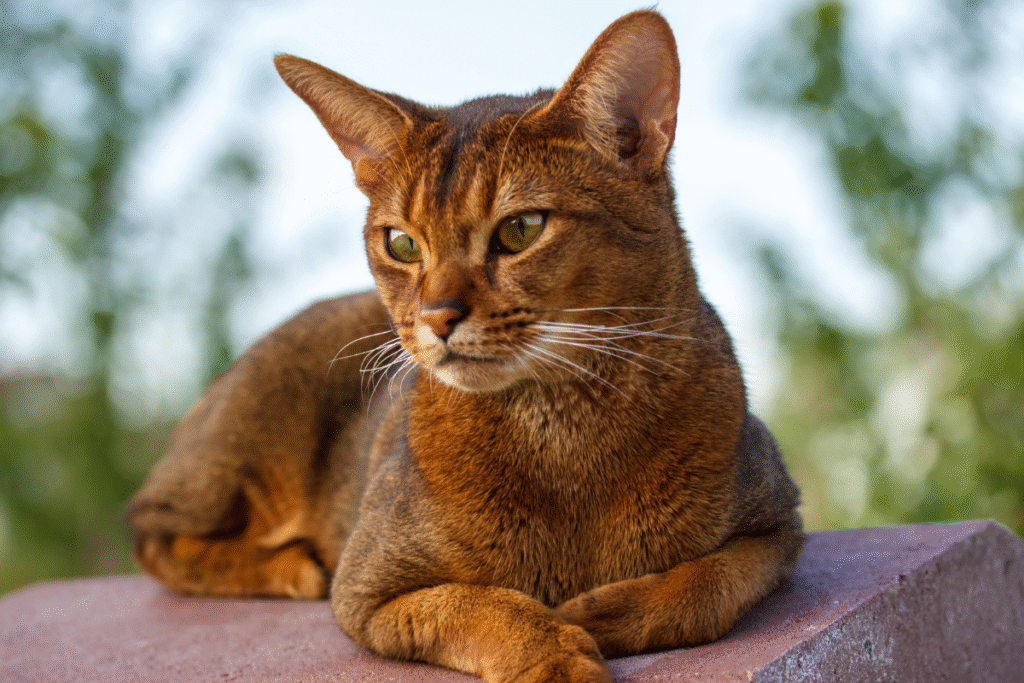 Abesínska mačka leží na múriku