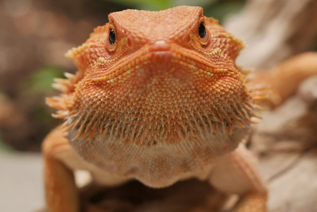 Detail hlavy spredu Agami bradatej