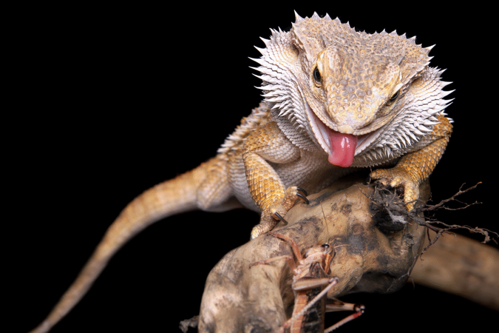 Agama bradatá práve v akcii. Agama je na konári kde sa nachádza aj kobylka a je v momente útoku na kobilku