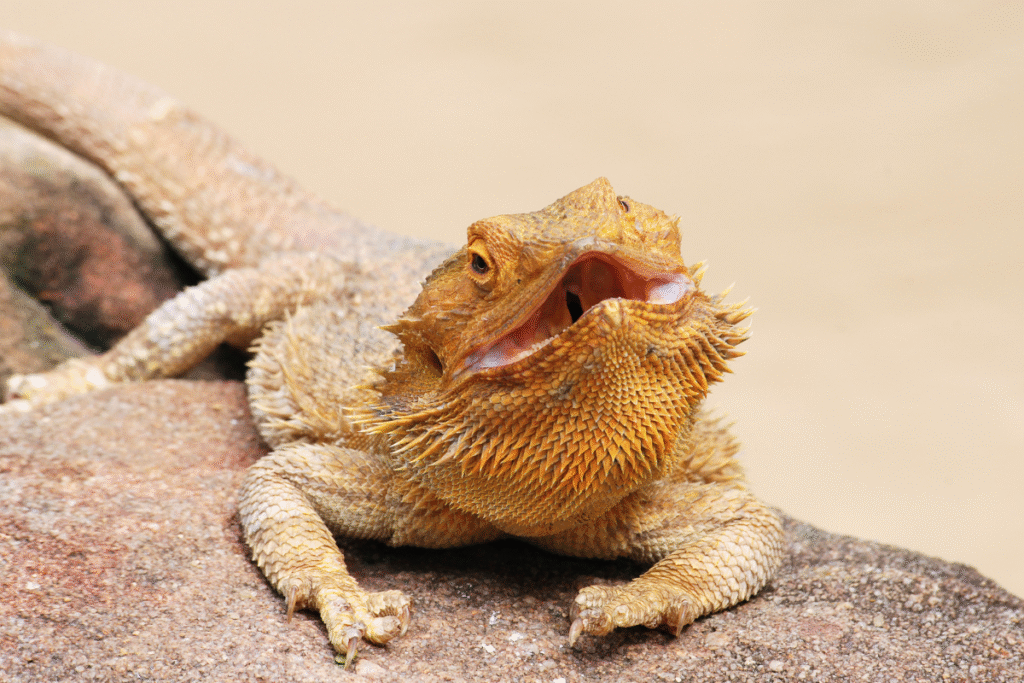 Agama bradatá spredu a otvorenou papuľkou na skale v teráriu
