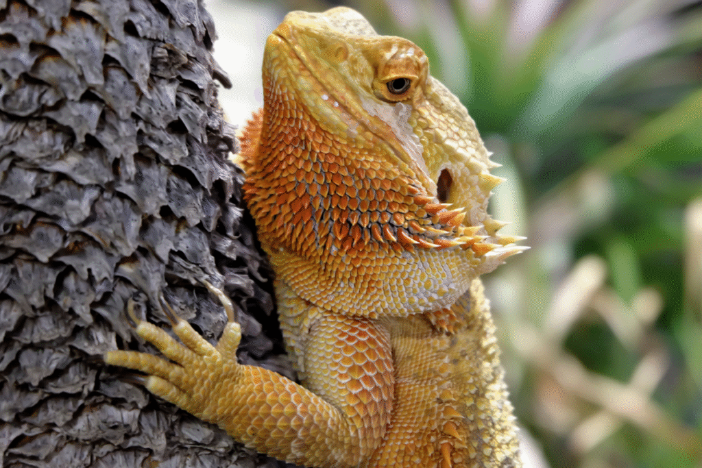 Agama bradatá detail ako lezie na palmu