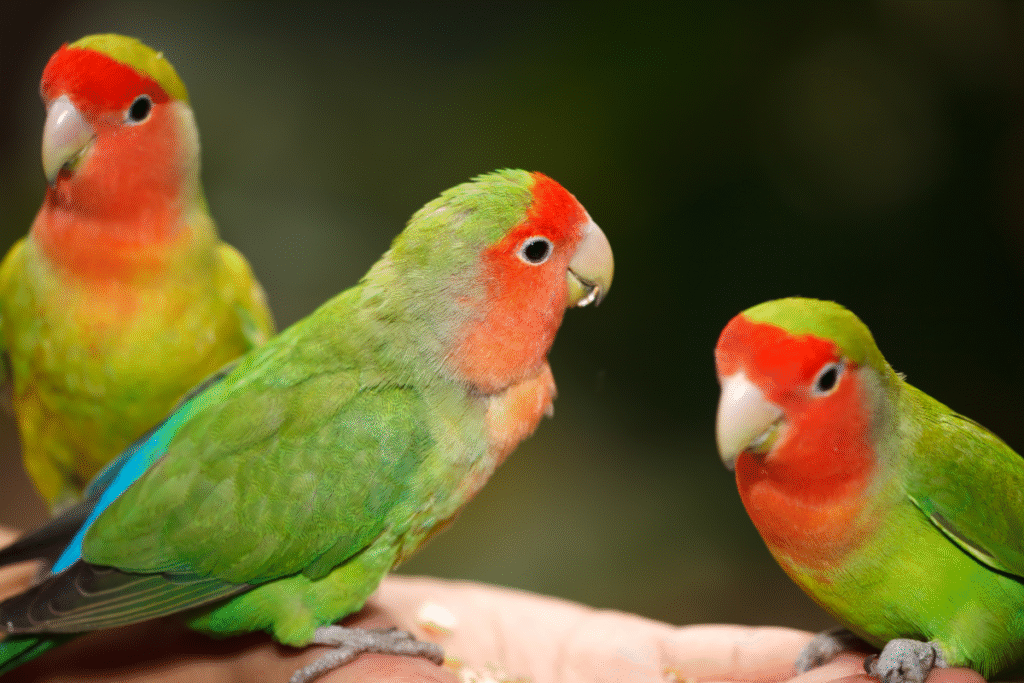 Tri papagáje Agapornis na ruke chovateľa