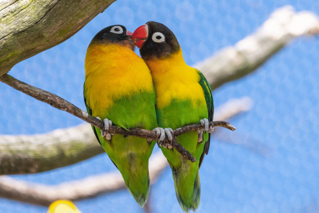 Dva papagáje Agapornis na bydielku sa zobáčikmi čistia perie