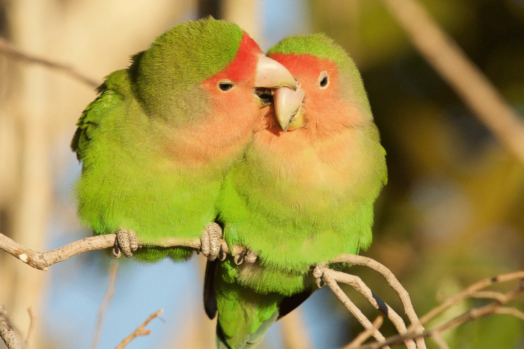 Dva mladé papagáje Agapornis v zelenom prevedení na konáriku tesne vedľa seba
