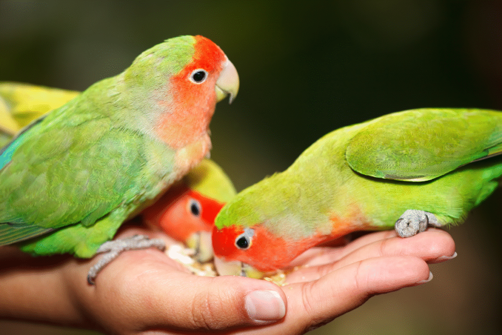 Tri papagáje Agapornis kŕmené z ruky chovateľa