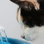 😺 Ako schladiť mačku počas horúceho leta