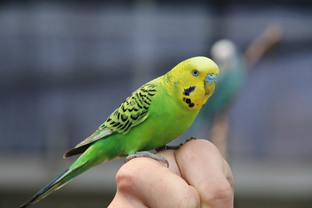 Zelená Andulka na ruke chovateľa