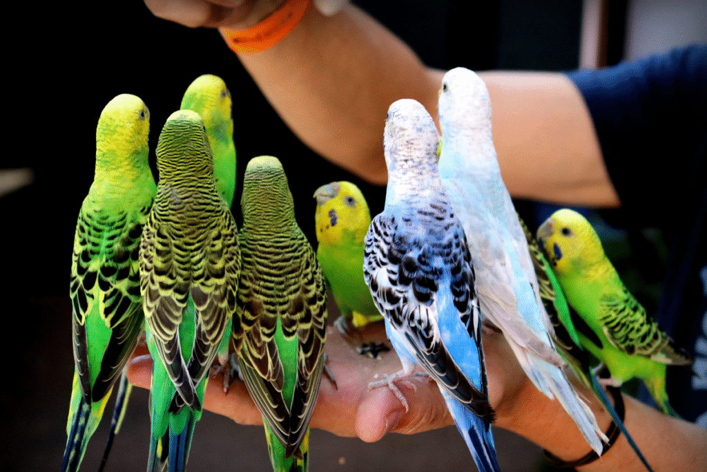 9 krásnych Anduliek na ruke chovatľa