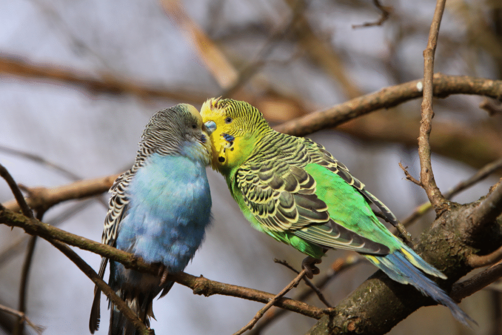 Jedna modrá a druhá zelená Andulka sedia na konáriku