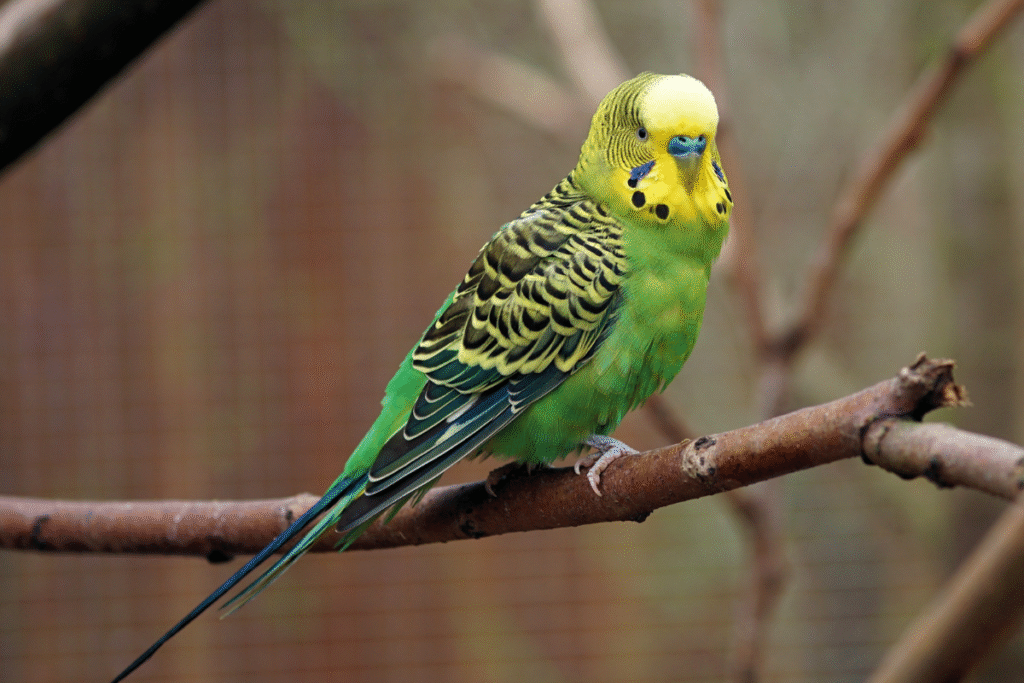 Zelená Andulka na konáriku vo voliere