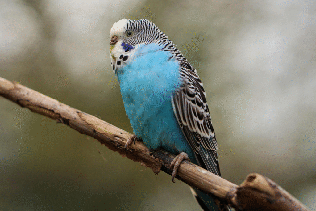 Modrá Andulka sedí na konáriku z viniča