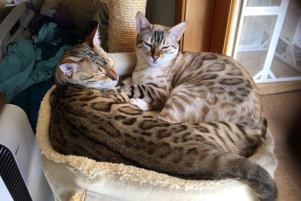 Dve bengálske mačky odpočívajú na mačacom strome vedľa sebe