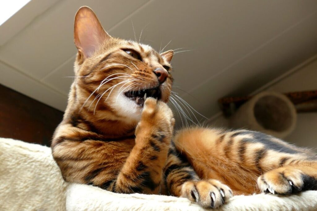 Bengálska mačka s otvorenou papulkou si líže pravu prednú labku