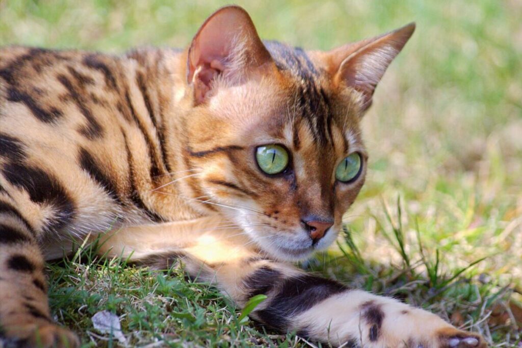 Bengálska mačka detail hlavy pri odpočívaní na tráve