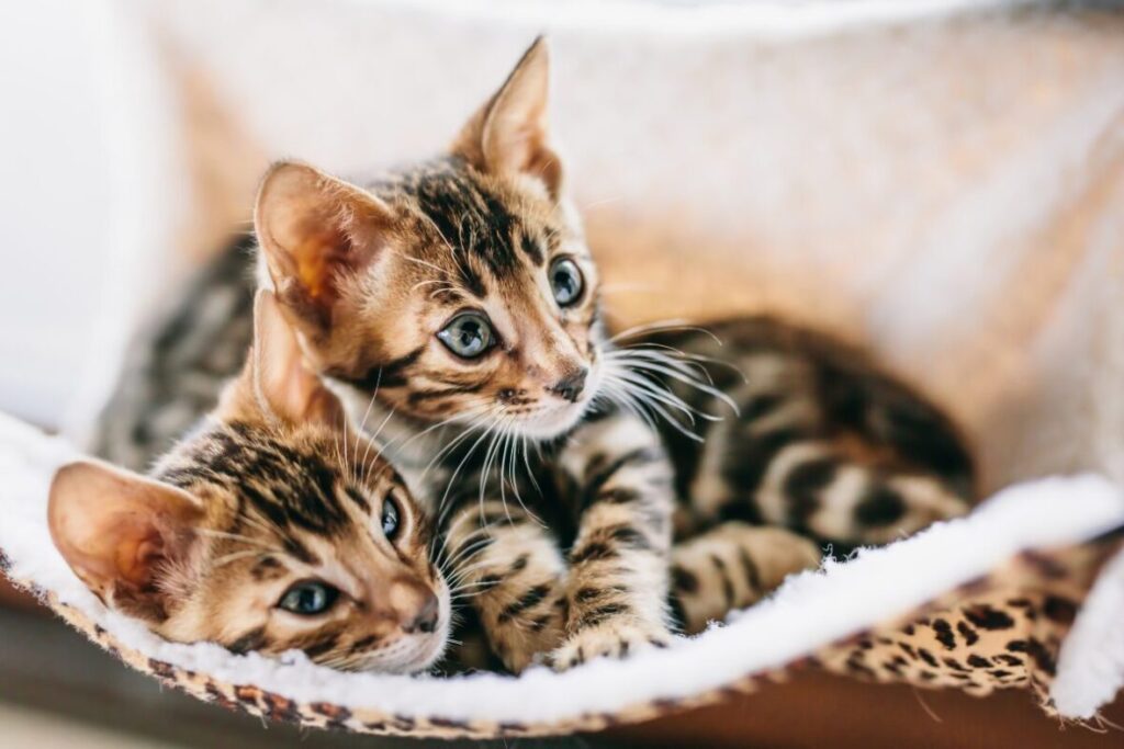 Dne mladé malé mačiatka Bengálskej mačky
