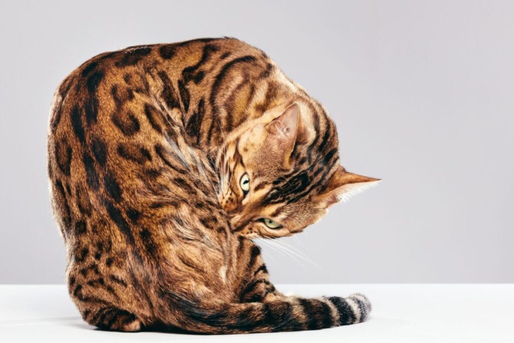Bengálska mačka si čistí kožušok
