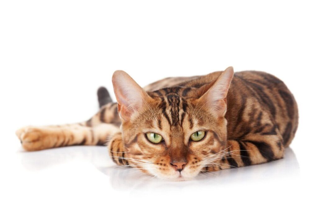 Skôr umelecká fotka bengálskej mačky ako pózuje fotografovi leží na bielom podklade