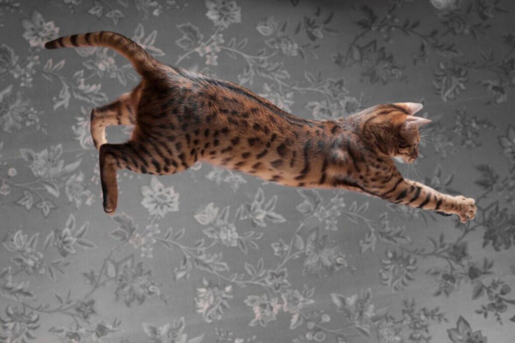 Bengálska mačka priamo v skoku
