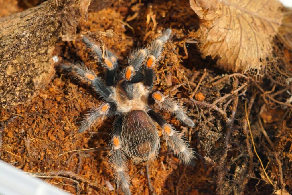 Tarantula Brachypelma hamorii v teráriu