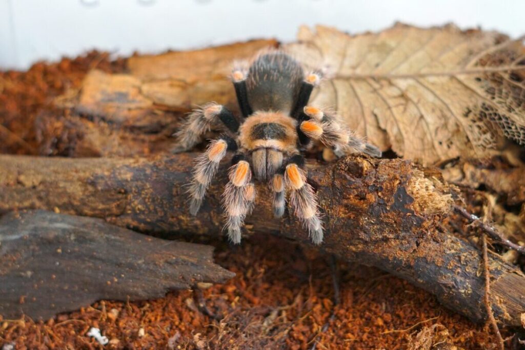 Tarantula Brachypelma hamorii v teráriu