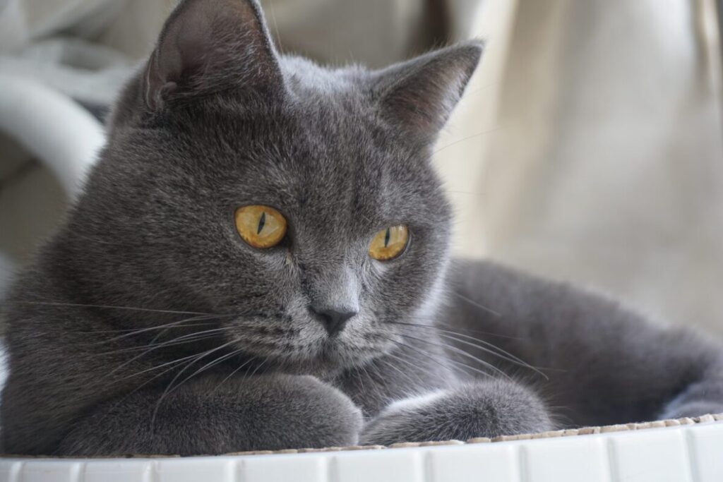 Britská krátkosrstá mačka krásny detail hlavy dospelej mačky