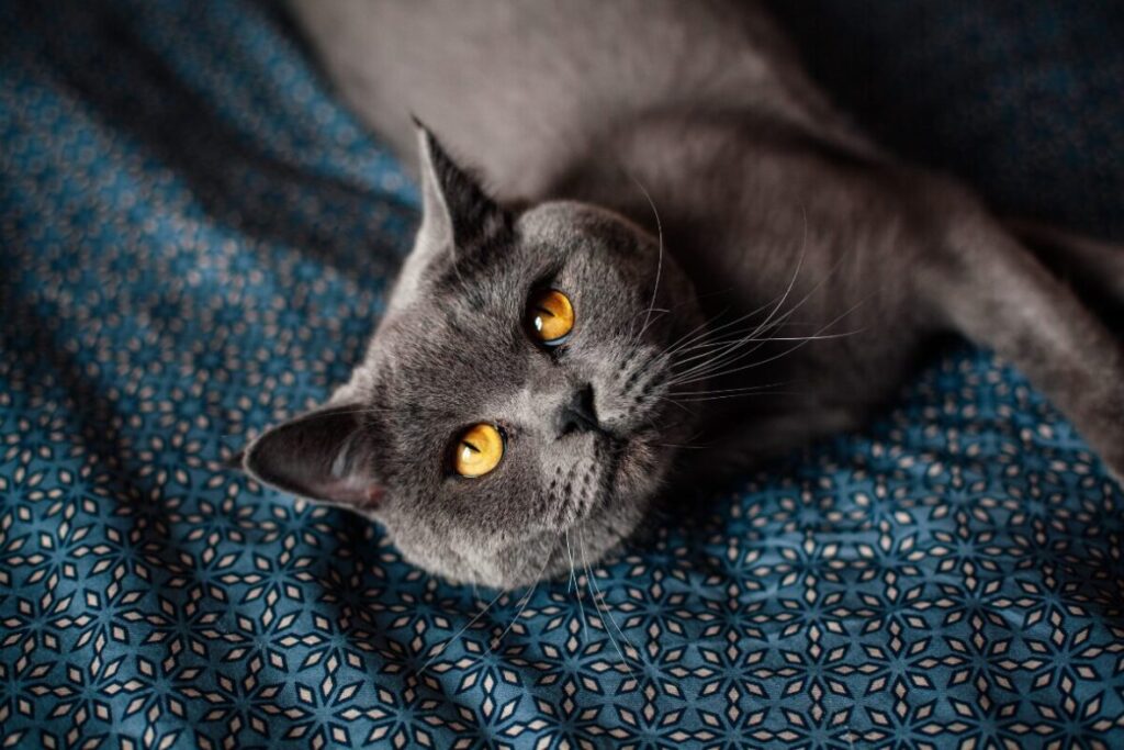 Britská krátkosrstá mačka ležiaca na posteli s pohľadom do fotoaparátu