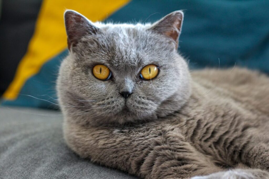 Britská krátkosrstá mačka detail hlavy 