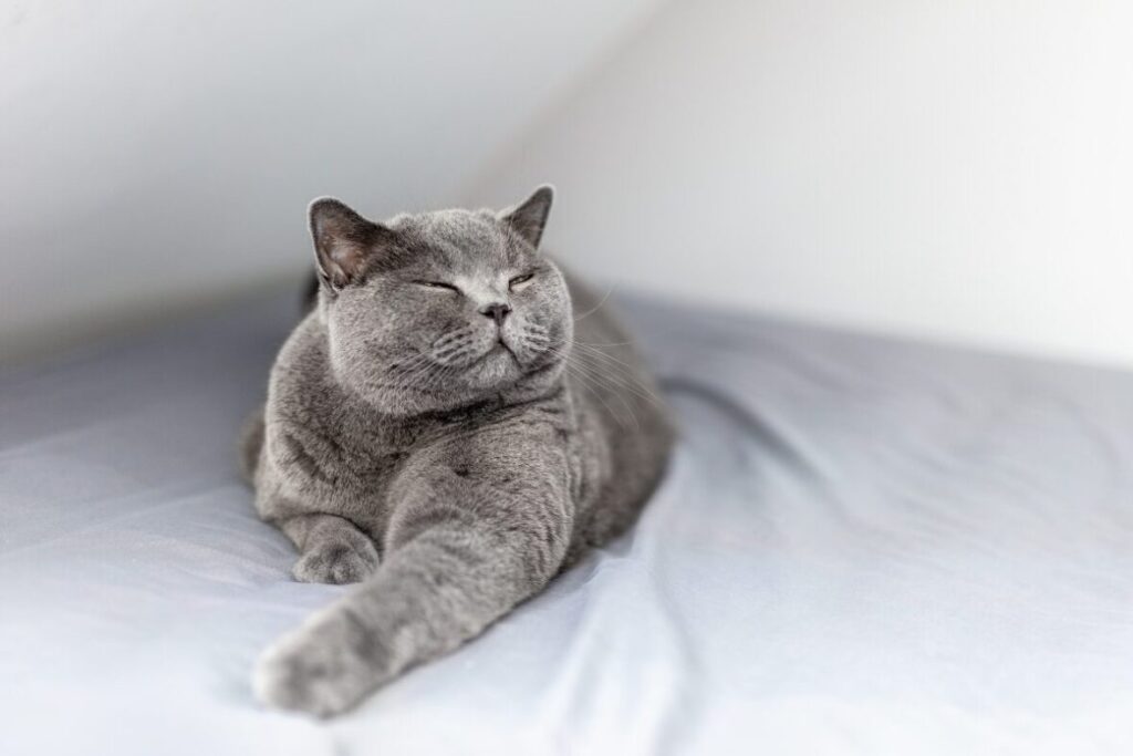 Britská krátkosrstá mačka skôr umelecky zaber mačky ležiacej na pastely s prižmúrenými očkami