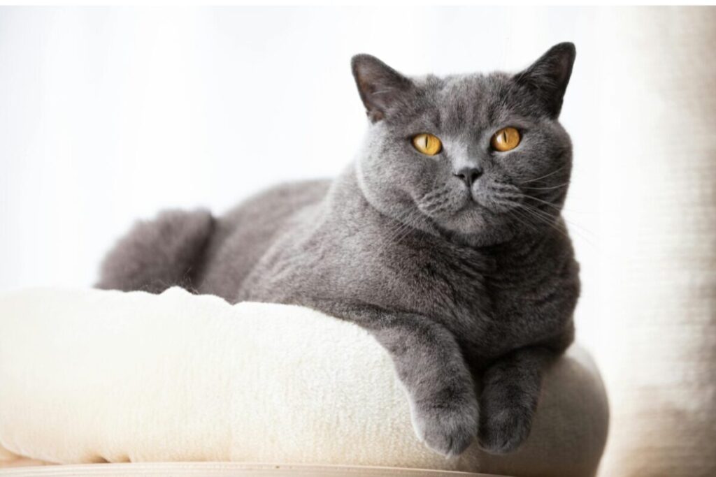 Britská krátkosrstá mačka ležiaca na mačacom strome