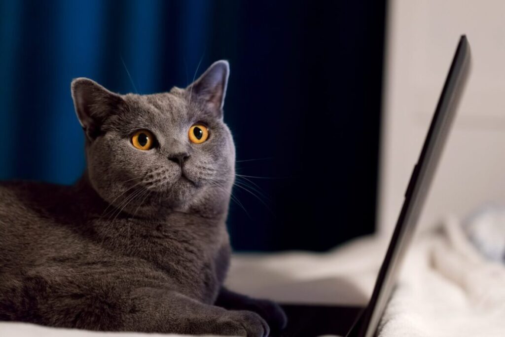 Britská krátkosrstá mačka ležiaca pri notebooku s pohľadom na fotografa