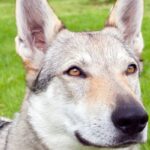 🐺 Československý vlčiak – Vlk v duši, kamarát v srdci