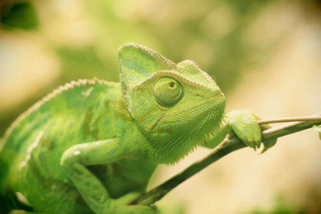 Chameleón jemenský v prírode na konáriku