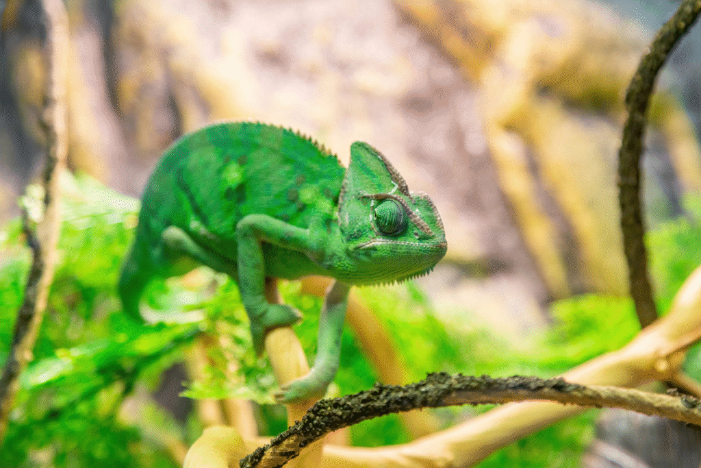Chameleón jemenský v teráriu na konári